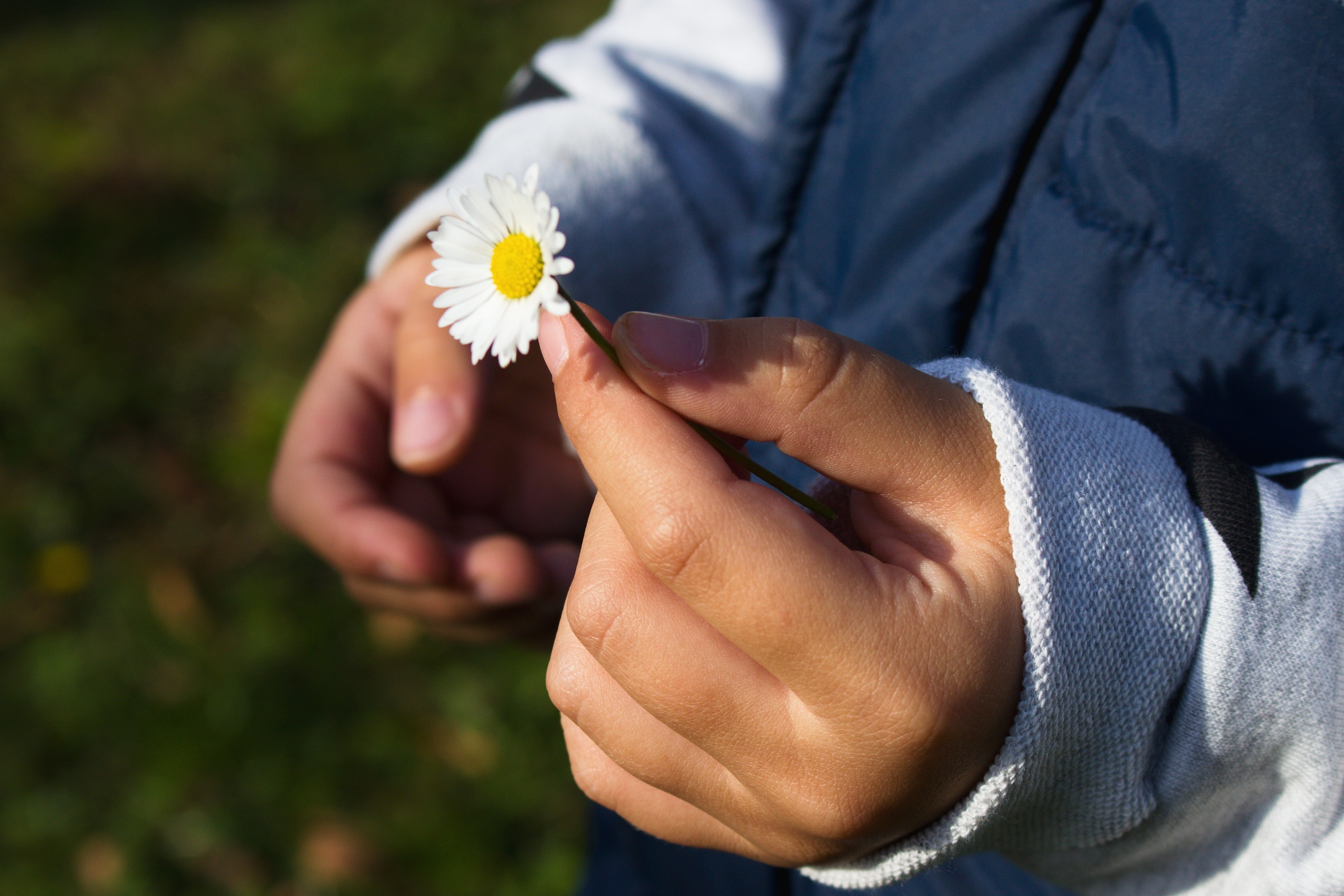 Closeup of a pair of hands, one holds a daisy by the stem.