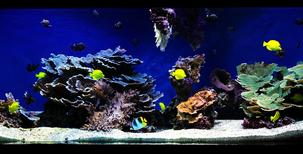 Tropical fish swim about inside an aquarium. Most are yellow and one is blue, black, and yellow. The water is very blue. Corals range from blue, purple, orange green, and white. There is light sand and gravel at the bottom.