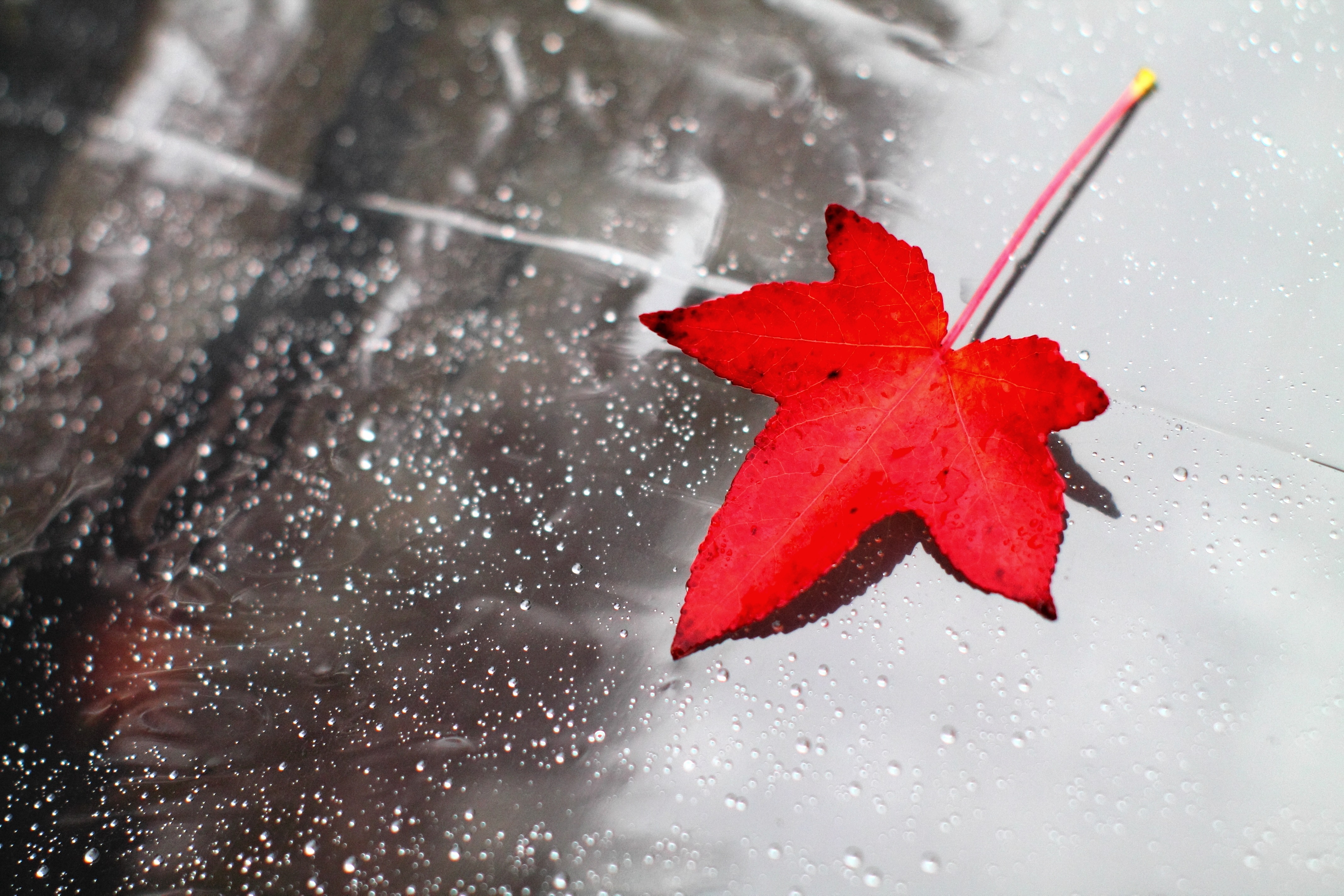 A vibrant red autumn leaf against a dewy background.