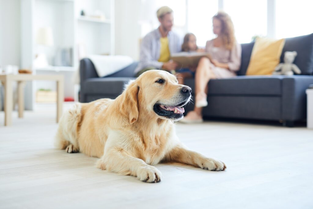 Restful home pet lying on the floor of living-room on background of family relaxing on sofa